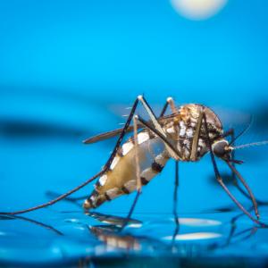 Повече от половината население на света може да бъде изложено на риск от болести, пренасяни от комари