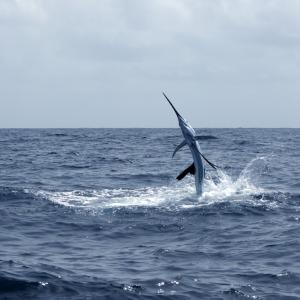 Риба меч пронизa 73-годишна жена в слабините, след като скочи срещу лодка