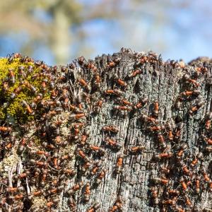 На Земята има 20,000,000,000,000,000 мравки и те тежат повече от дивите птици и бозайници, взети заедно