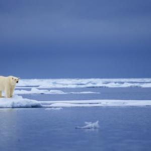 Топенето на ледовете в Арктика застрашава белите мечки