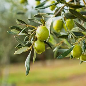 Учени търсят възможности части за коли да се правят и от маслинови дървета 