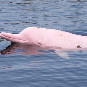 Край бреговете на Тайланд се появиха розови делфини (видео)