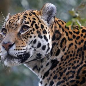 Единствената голяма котка в Южна Америка