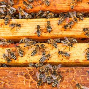 Създадоха роботизирана пчелна пита, която предпазва пчелите от гибел от студ