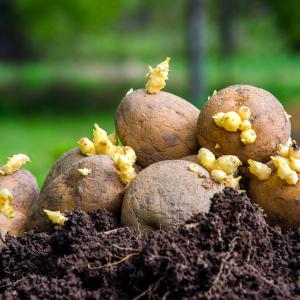 В Китай експериментално засаждат семена от картофи, които са били в космоса