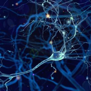 Изследователи обучиха изолирани мозъчни клетки да играят видеоигра