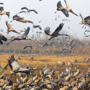 Близо половината от мигриращите видове по света намаляват