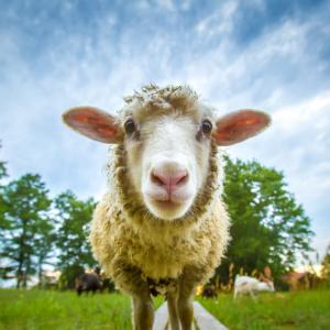10 интересни факта за овцете