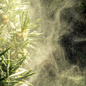 Вирусите могат да се придвижват чрез полените, увеличавайки риска от разпространение