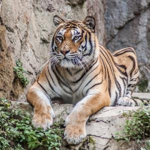 За тигрите с любов