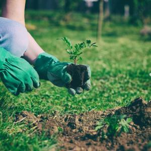 Възможности и приложение на въглеродното градинарство