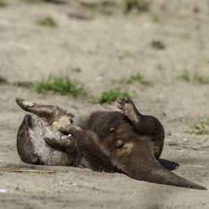 Защо видрите „жонглират“?