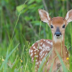 Великият имитатор