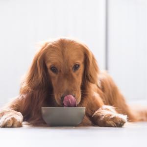 Мислите, че вашето куче ще сподели храната си с вас? Грешите