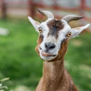 Козите могат да разграничат щастие и тъга в човешкия глас