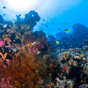 Учени се опитват да укрепят Големия бариерен риф в затоплящия се климат