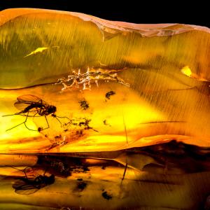 Откриха за пръв път в Южна Африка доисторически насекоми, запазени в кехлибар