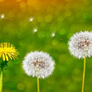 Градската среда променя еволюцията на глухарчетата и начина, по който разпространяват семената си