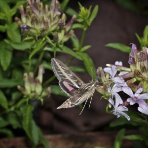 Нощните опрашители също са застрашени от атмосферното замърсяване 