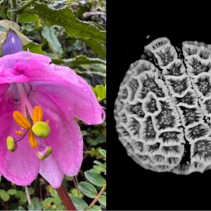 Изследователи дигитализираха цветен прашец от 18 000 растителни вида