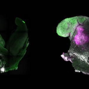 Учени създадоха синтетичен миши ембрион с мозък и туптящо сърце