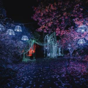 Заповядайте на едно вълшебно светлинно изложение в Ботаническата градина на БАН