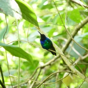 Забелязаха за първи път от години една от най-редките „изгубени птици“ на Земята 