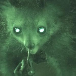 Поведението на ай-ай, чоплещ носа си, предизвика научен интерес