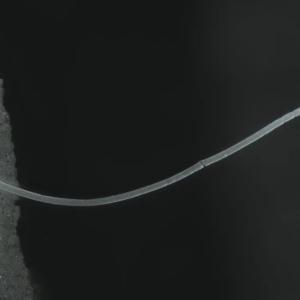 Най-голямата бактерия в света е открита в блато – и тя е толкова гигантска, че се вижда с просто око