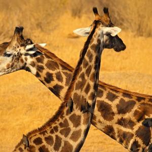 Знаете ли, че: Мъжките жирафи са „бисексуални“