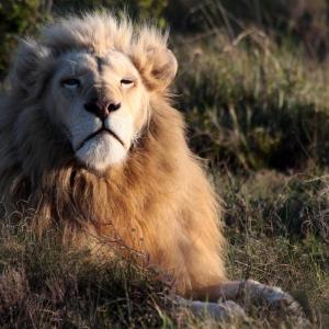 10 любопитни факта за лъва