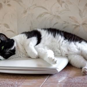 Котката ви е дебела? Ето как трябва да я храните, за да отслабне