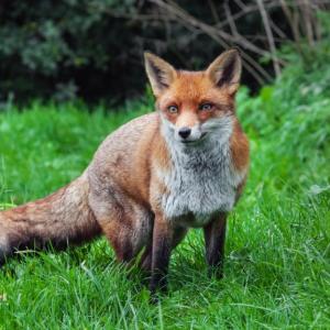 11 невероятни факта за лисиците, които ще ви накарат да ги обикнете