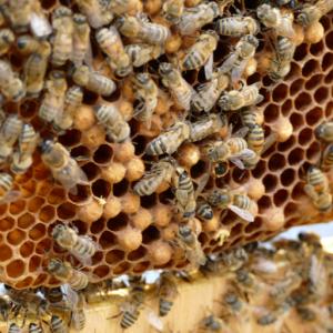 Бъкфаст, пчелички и български мед