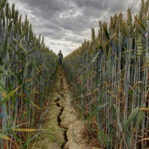 Учени направиха пробив в отглеждането на посеви по време на суша