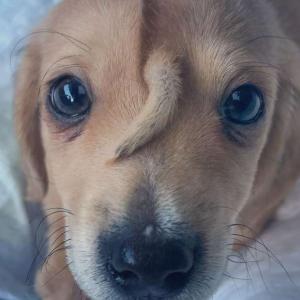 Спасиха изоставено кученце „еднорог“ с опашка на челото