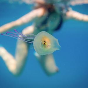Тази риба, пленена във вътрешността на медуза, вероятно има по-лош ден от вашия