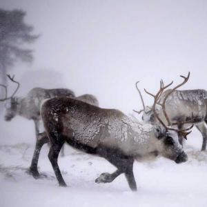 Северните елени се смаляват заради климатичните промени