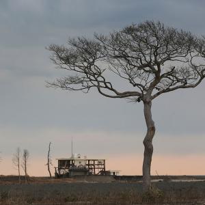 Човекът, който остана във Фукушима, за да се грижи за изоставените животни