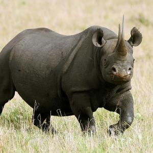 България: Страната на носорозите