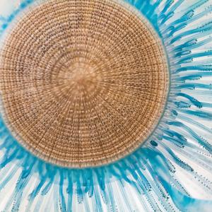 17 от най-красивите медузи по света