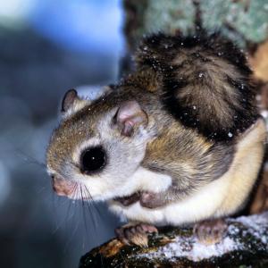 12 доказателства, че летящата катерица е най-сладкото животно на света