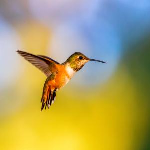 Чуйте как това колибри 