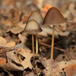 Магическите гъби вършат точно обратното на антидепресантите и може би работят точно заради това