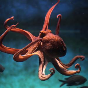 Истински факти за октоподите, поднесени по особено забавен начин