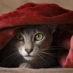 Котки властват на японски острови