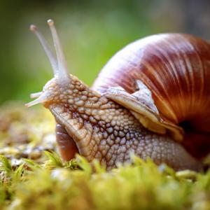 Притча за охлюва и врабчетата