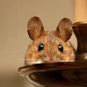 Притча за нещата, които уж не ни засягат