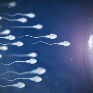 Женската репродуктивна система е като бягане с препятствия за сперматозоидите