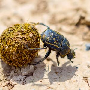 Торните бръмбари ще направят GSM камерите по-добри 